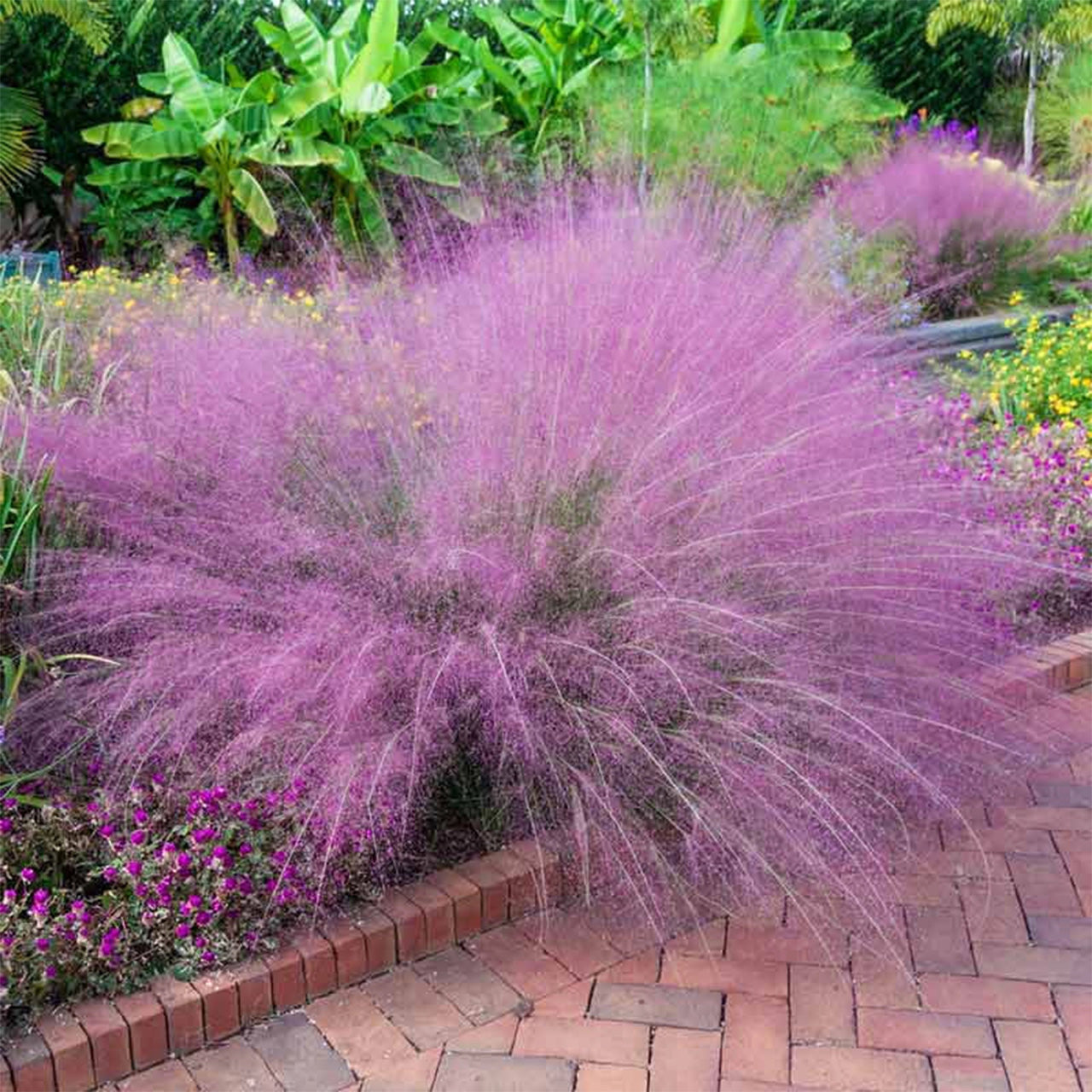 Pink Muhly Grass