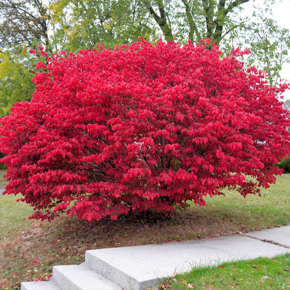 Burning Bush