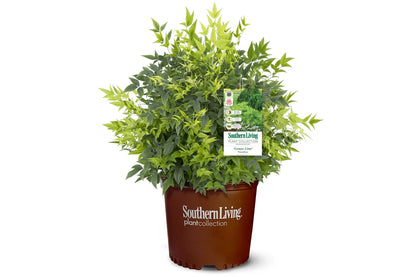 Nandina Lemon Lime