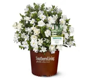 Jubilation Gardenia