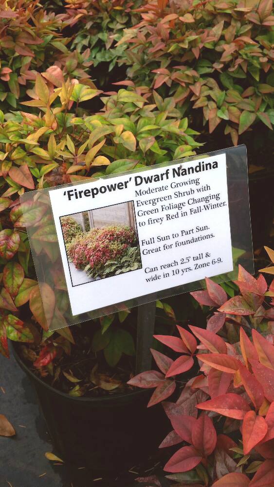 Nandina Firepower