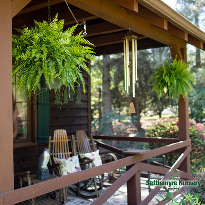 Boston Fern Hanging Basket