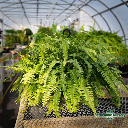 Boston Fern Hanging Basket