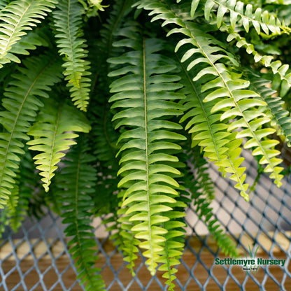 Boston Fern Hanging Basket