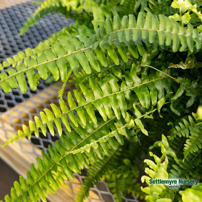 Boston Fern Hanging Basket