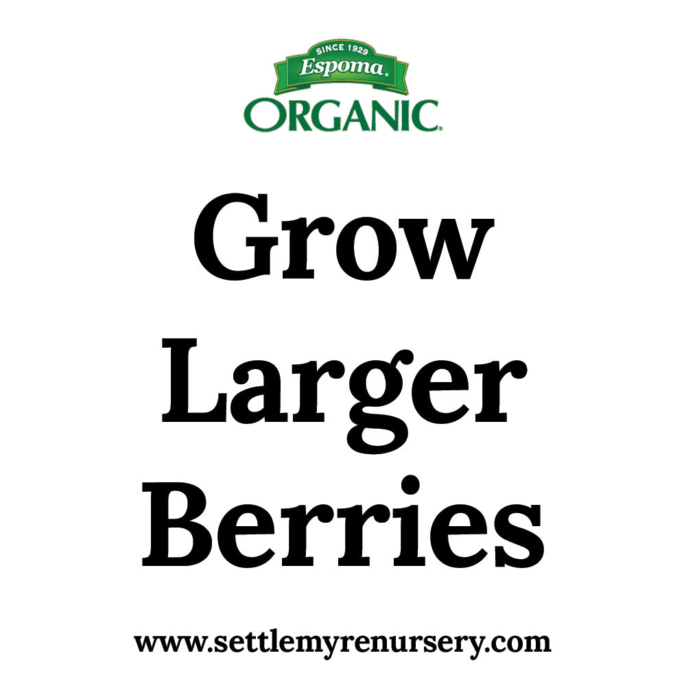 Grow larger berries this year