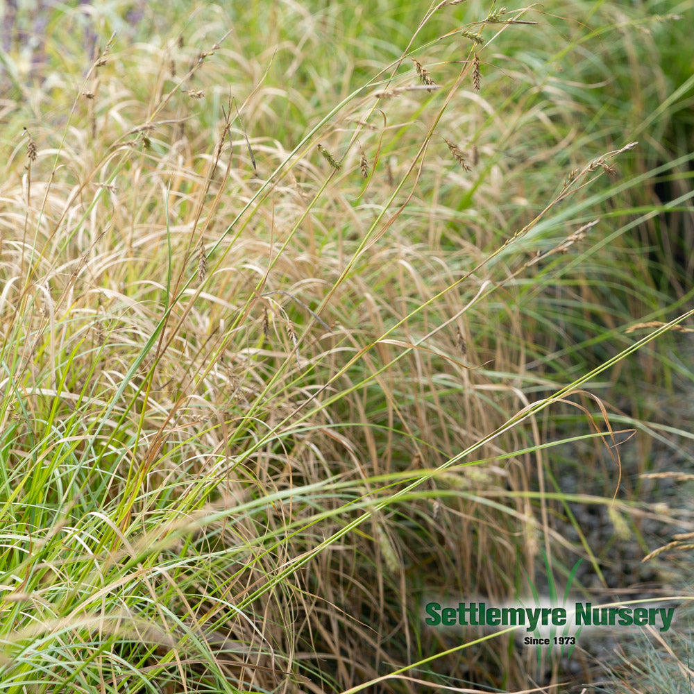 Cherokee Sedge ornamental grass