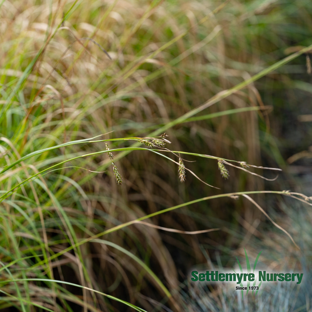 Cherokee Sedge ornamental grass