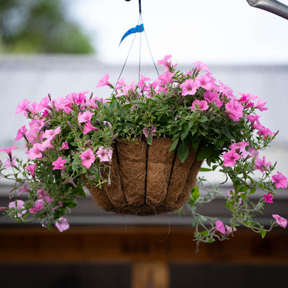 Annual Hanging Basket Coco Liner 14 Inch