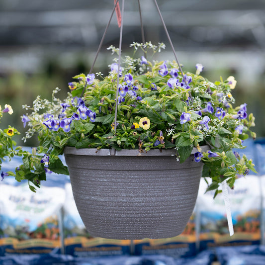 Annual Hanging Basket Premium 12.5