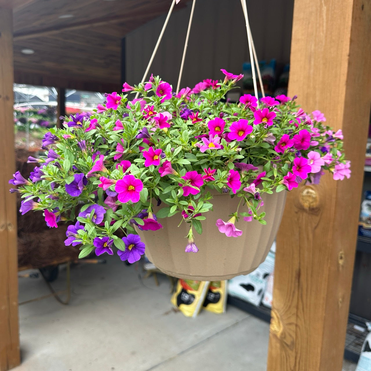 Annual Hanging Basket Premium 12.5