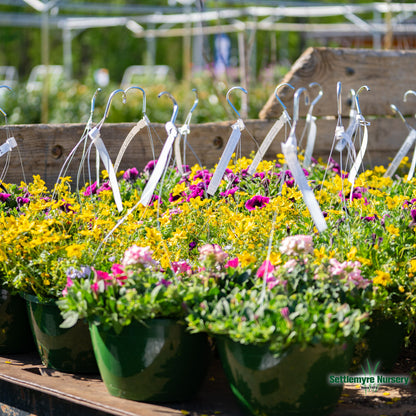 Hanging Basket Assortments