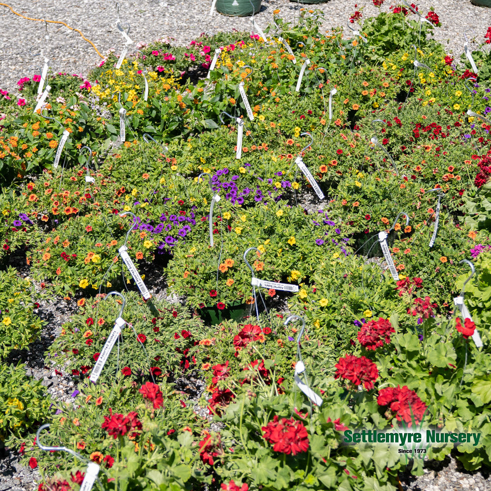 Hanging Basket Assortments