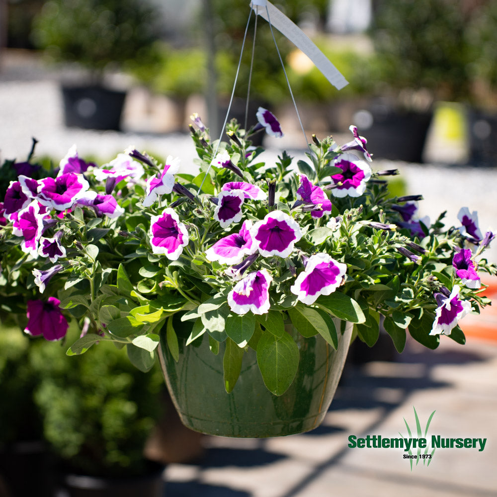 Hanging Basket Assortments