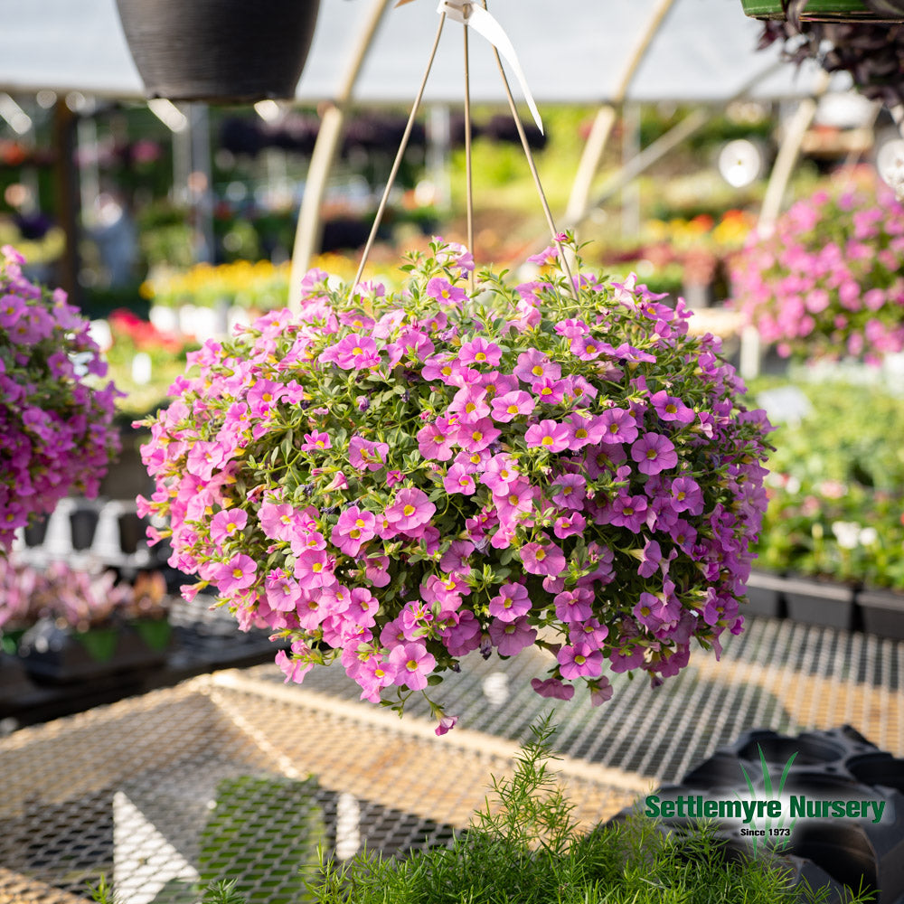 Hanging Basket Assortments