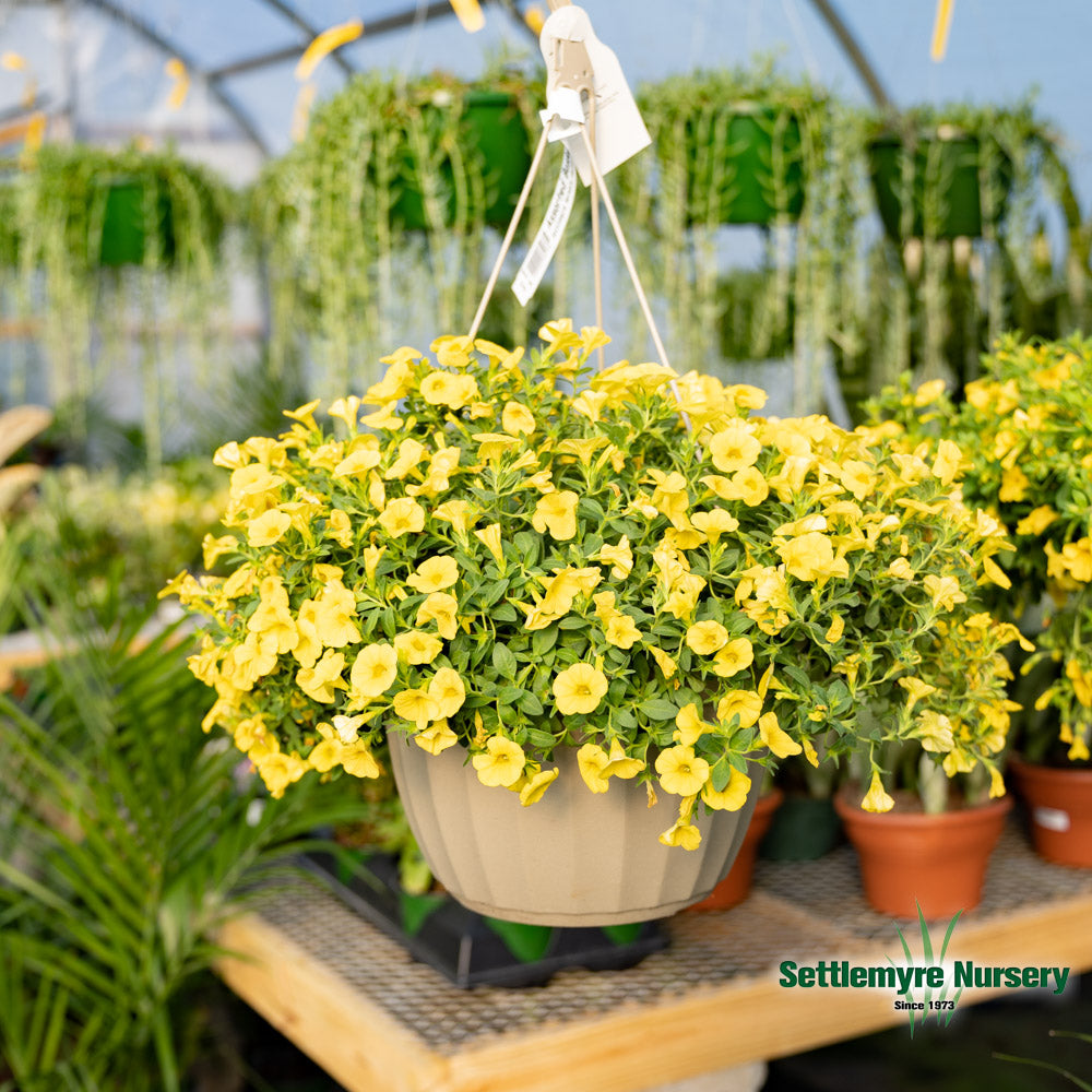 Hanging Basket Assortments