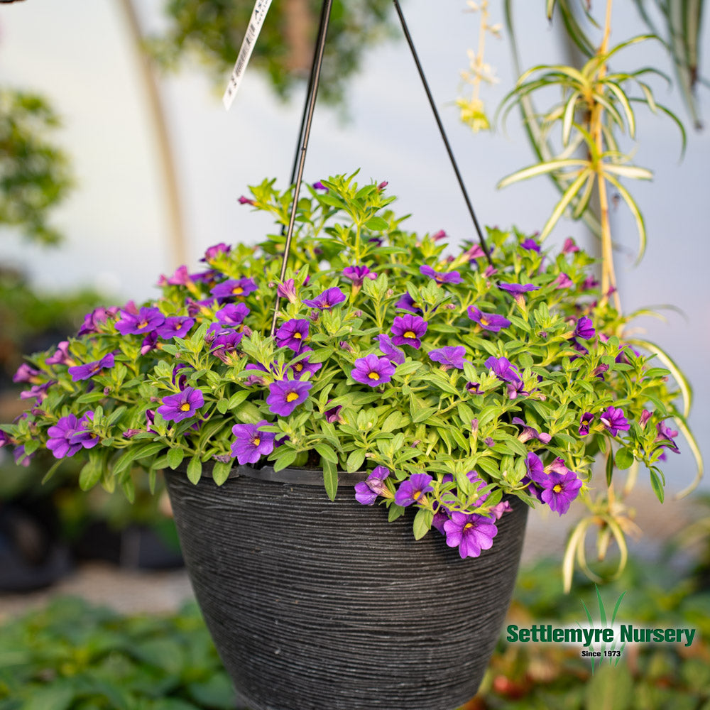 Hanging Basket Assortments