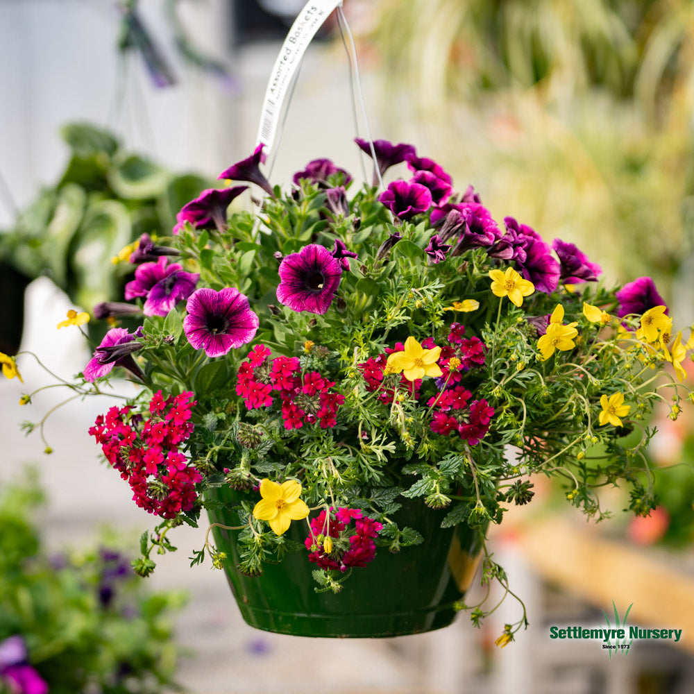 Hanging Basket Assortments