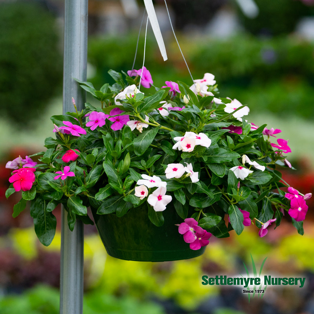 Hanging Basket Assortments