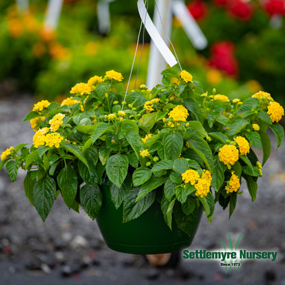 Hanging Basket Assortments