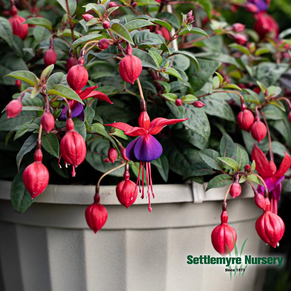 Hanging Basket Assortments