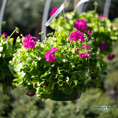 Hanging Basket Assortments