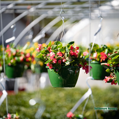 Hanging Basket Assortments