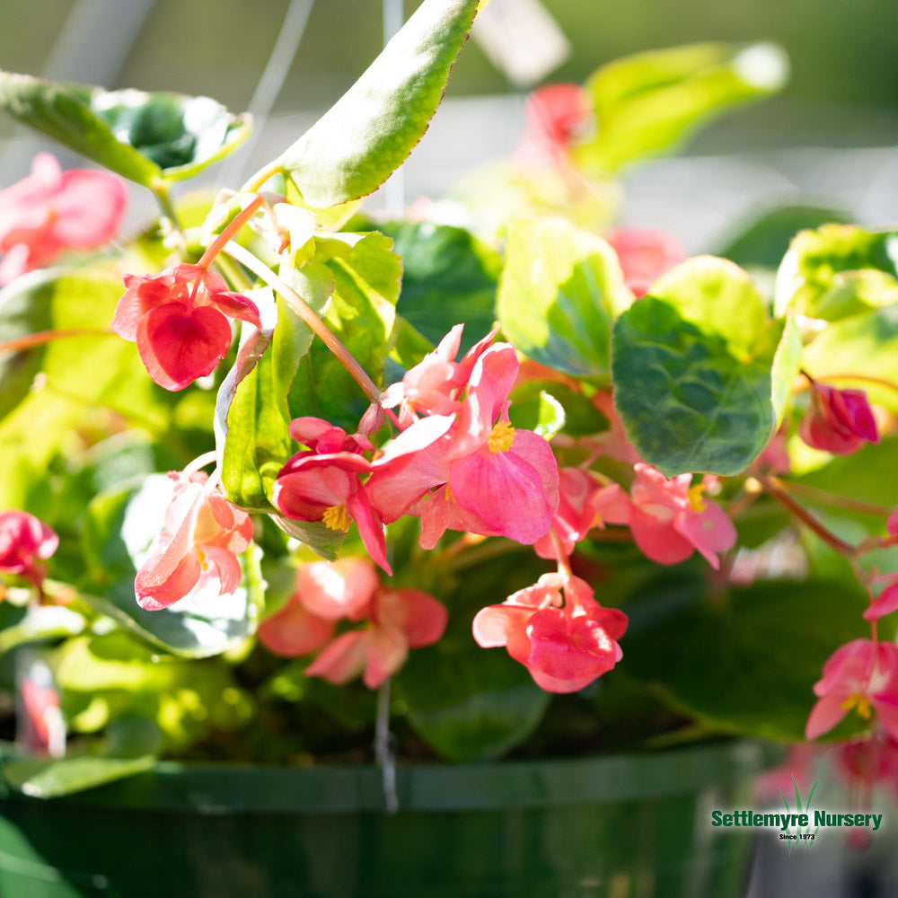 Hanging Basket Assortments