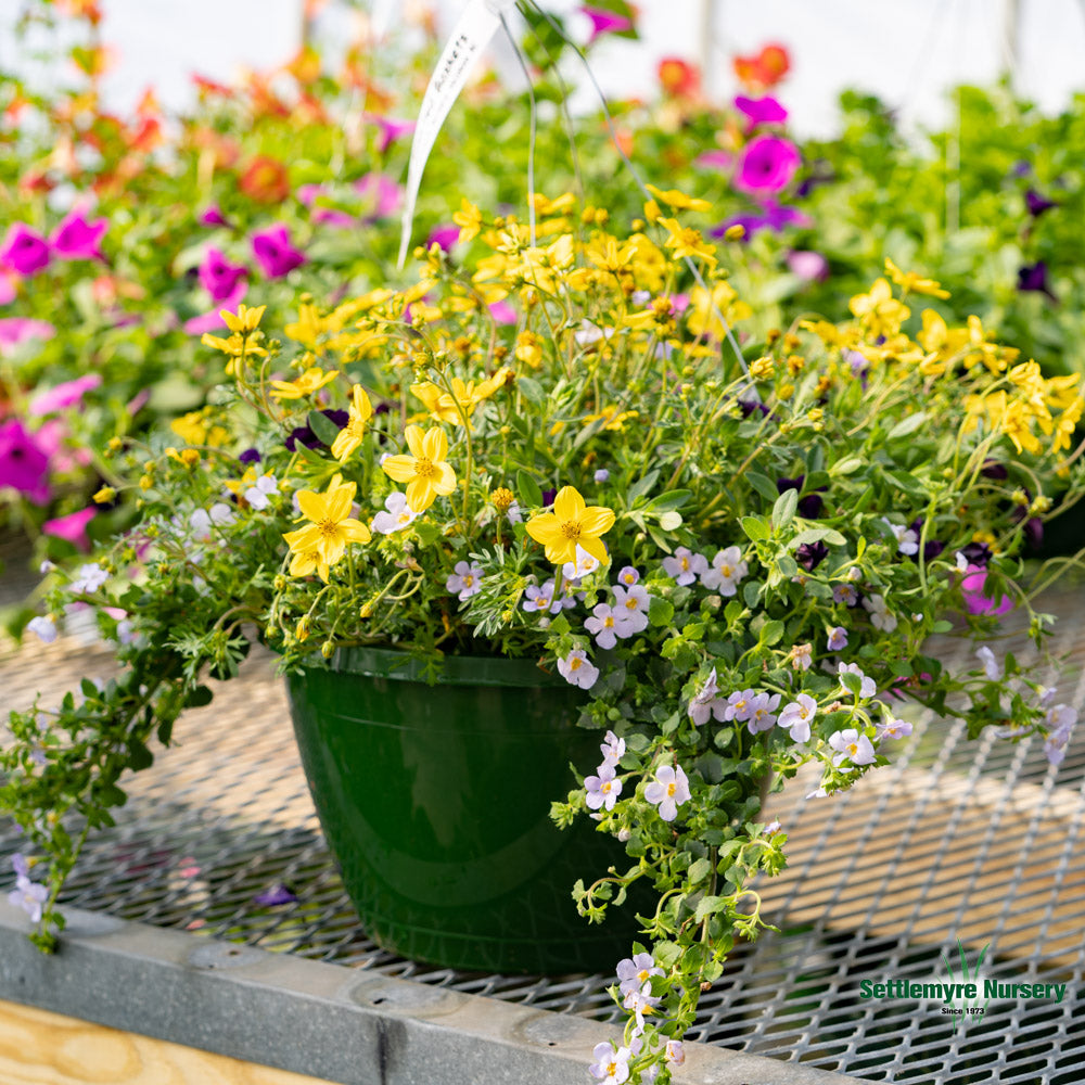 Hanging Basket Assortments