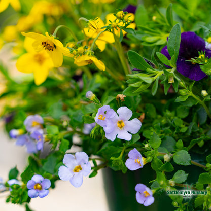 Hanging Basket Assortments