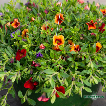 Hanging Basket Assortments