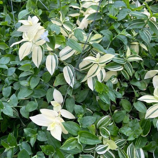 Hanging Basket Wandering Jew GREEN Shade