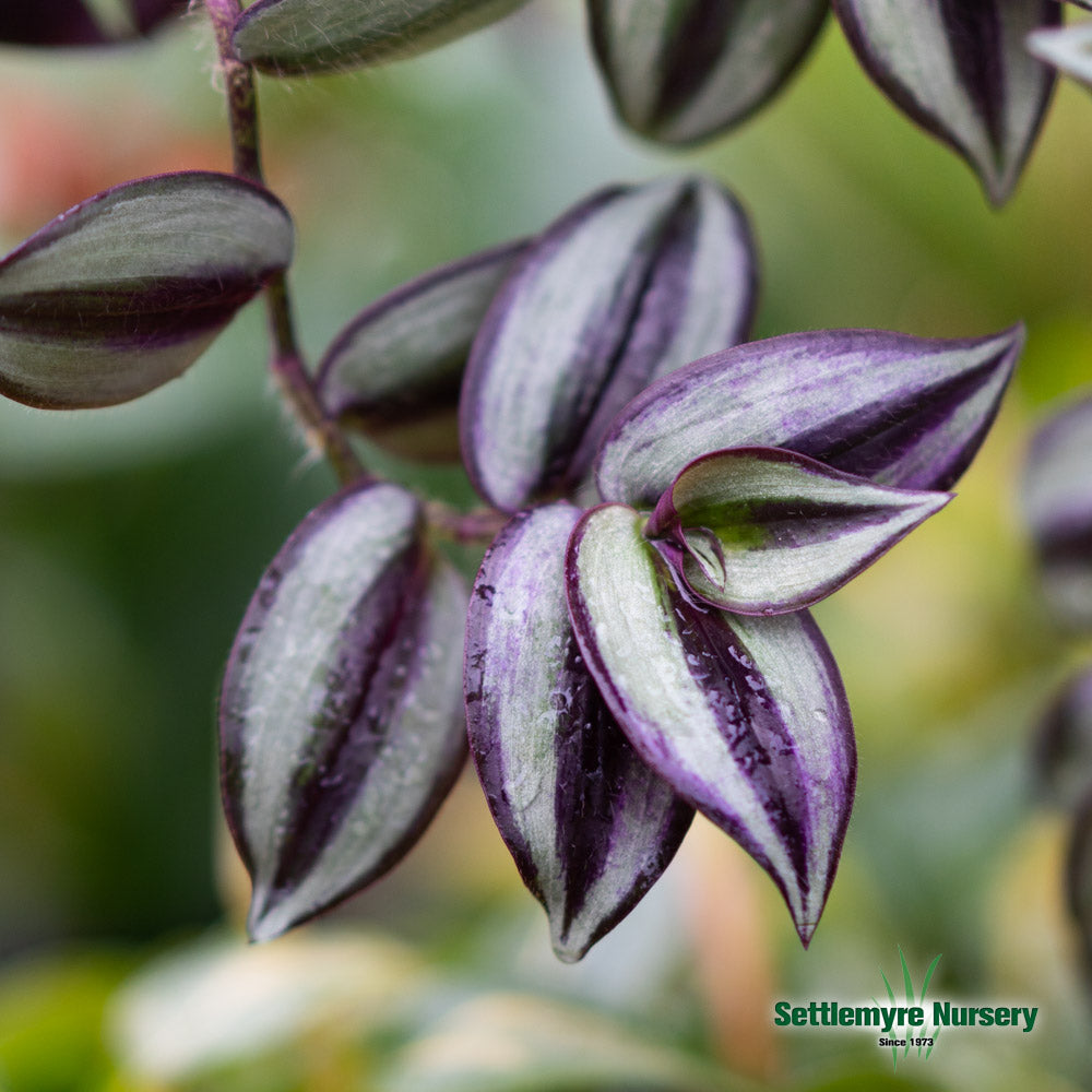 Hanging Basket Wandering Jew Shade