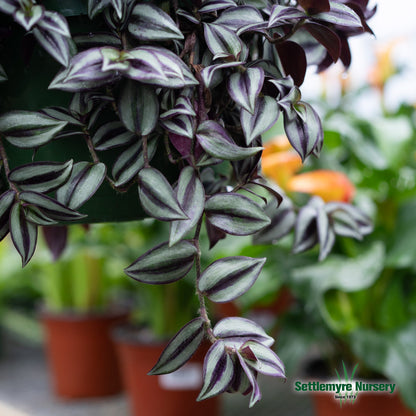 Hanging Basket Wandering Jew Shade