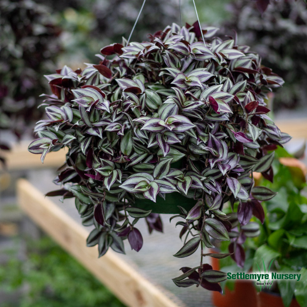 Hanging Basket Wandering Jew Shade