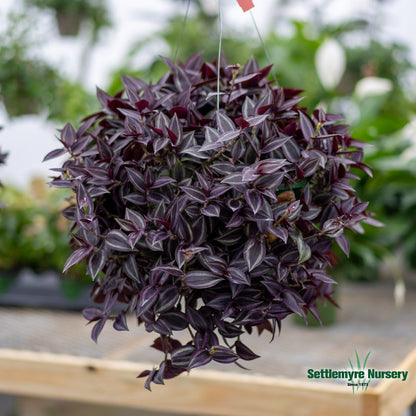 Hanging Basket Wandering Jew SUN