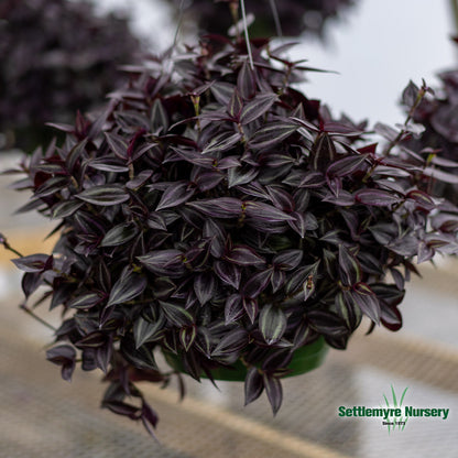 Hanging Basket Wandering Jew SUN