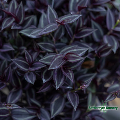 Hanging Basket Wandering Jew SUN