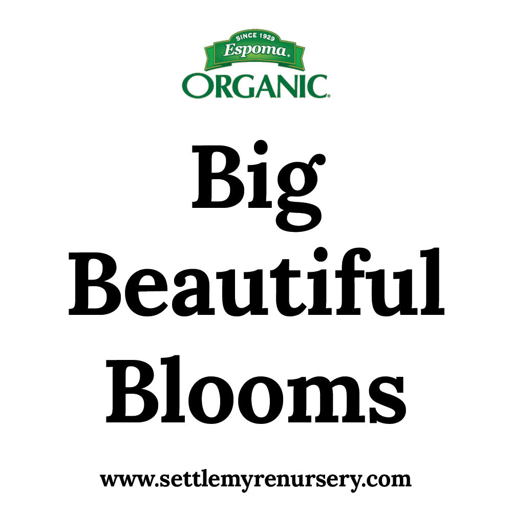 Big beautiful blooms with rose-tone