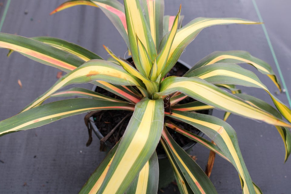 'Color Guard' Yucca in pot at Settlemyre Nursery in Valdese, NC