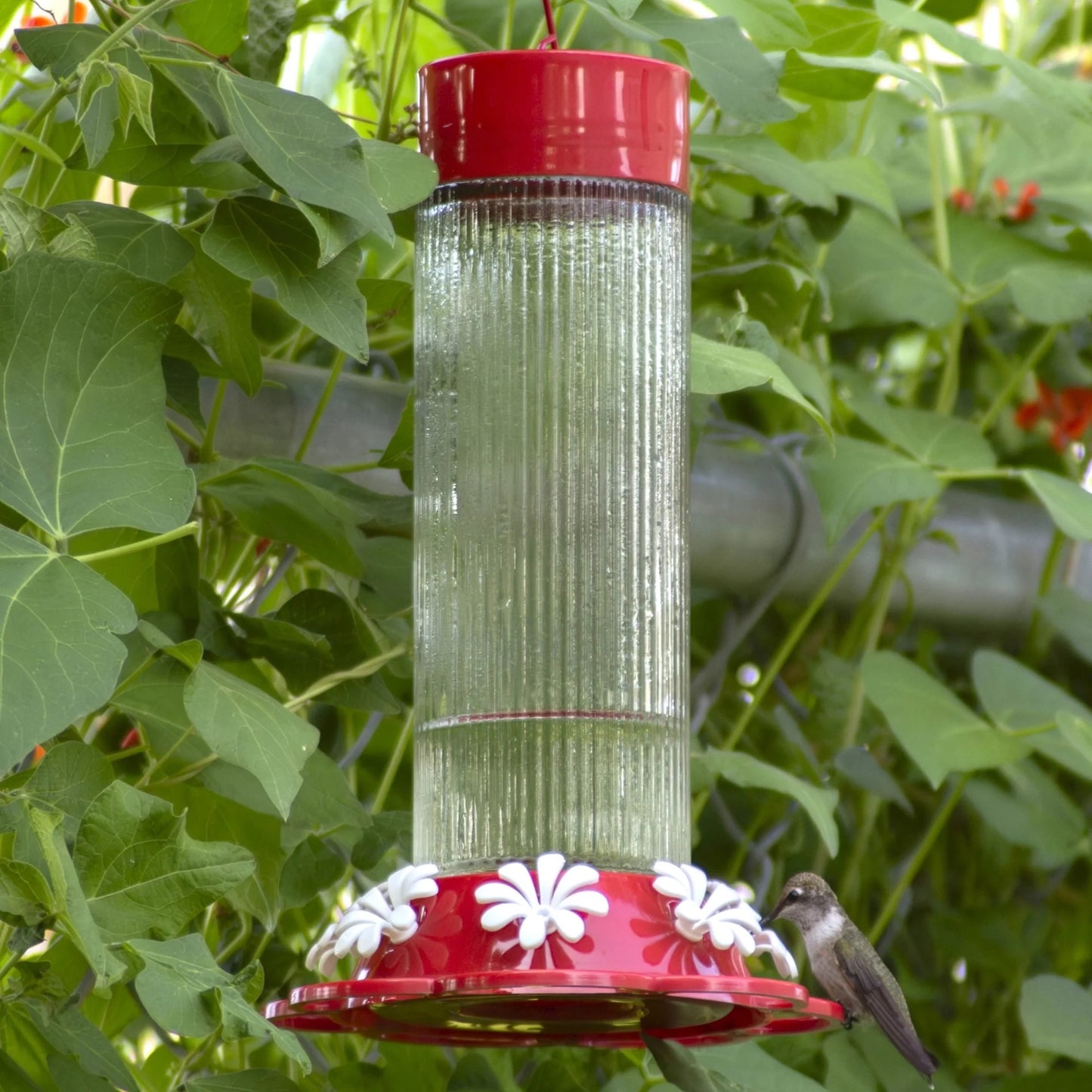 Hummingbird Feeder Ribbed Rose 28oz