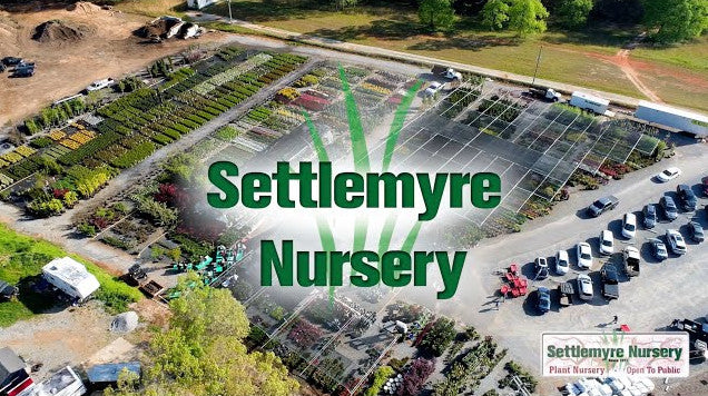 Load video: Settlemyre Nursery 1387 Drexel Rd Valdese NC 28690 Garden Center Plant Nursery Tree Nursery Landscaping Service