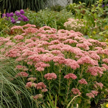 Sedum Assorted 1 Gallon