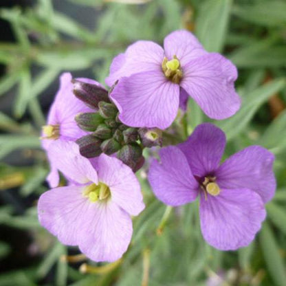 Perennial Wallflower Bowles Me Away 1G