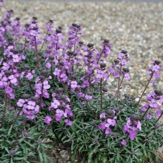 Perennial Wallflower Bowles Me Away 1G