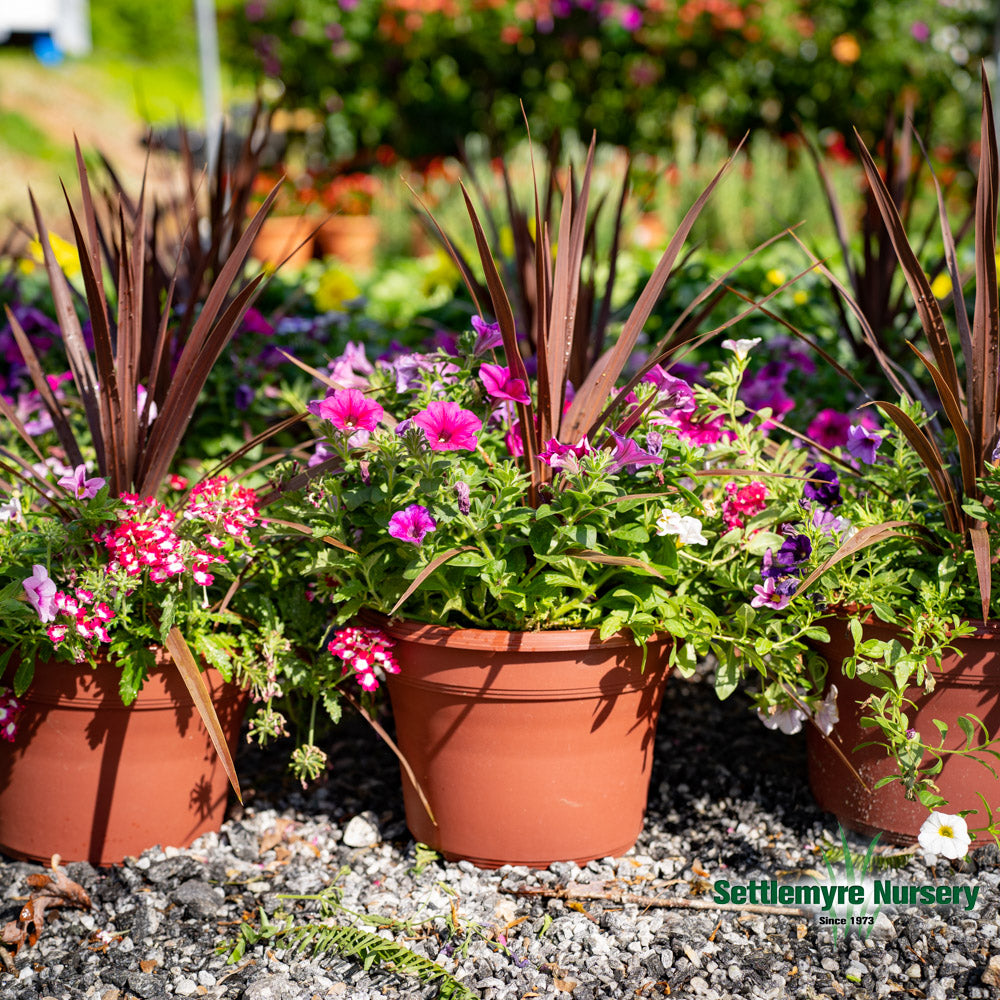 Annual Decorative Pots