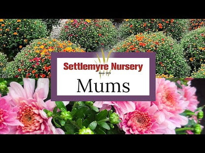 Mum Bethany Yellow 12"