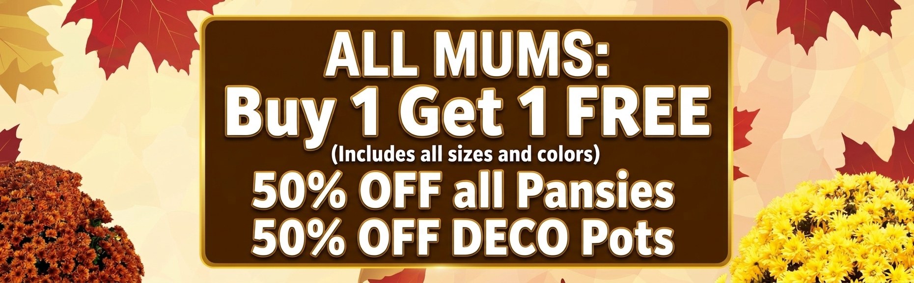 Fall sale: all mums buy 1 get 1 free, 50% off all pansies, 50% off deco pots at Settlemyre Nursery in Valdese, NC