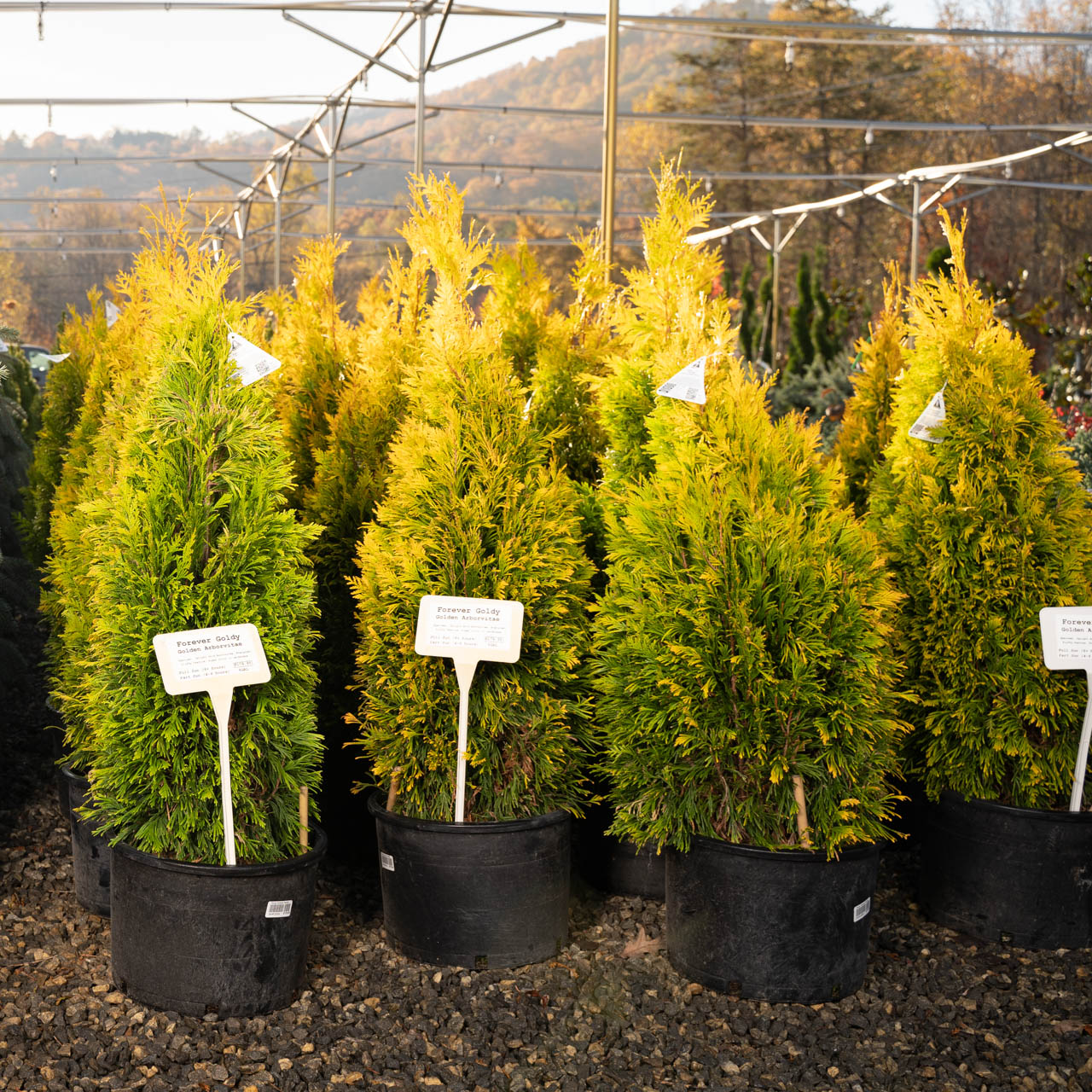 Trees and shrubs at Settlemyre Nursery